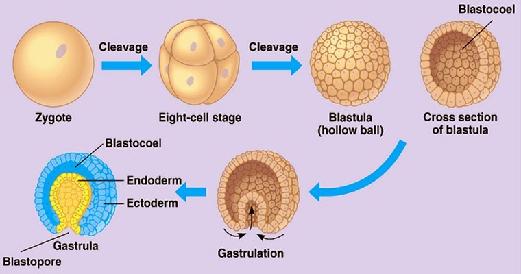 papantu.blogspot.com: Pengertian Lapisan Endoderm Mesoderm Ektoderm